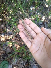 Tithonophasma cancellatum