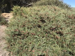 Grevillea bipinnatifida