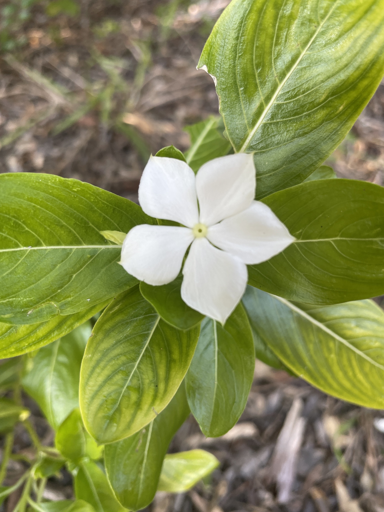 Imagem de Vinca