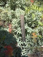 Grevillea bipinnatifida