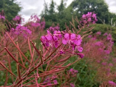 Chamaenerion angustifolium