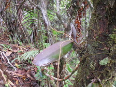 Comparettia falcata