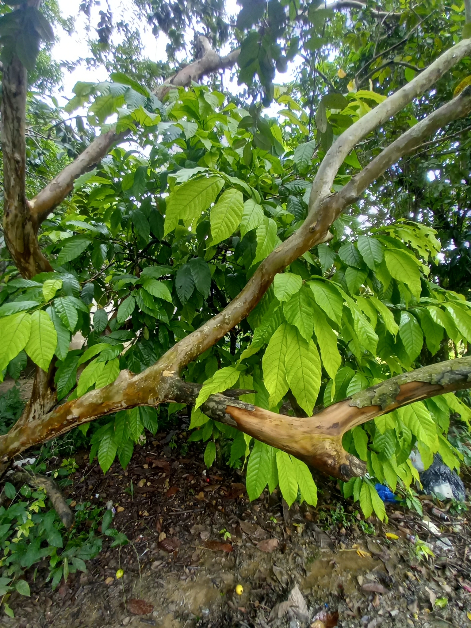 Imagem de Cacau