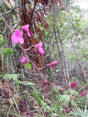 Comparettia falcata