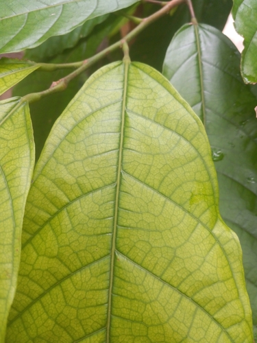 Cacau