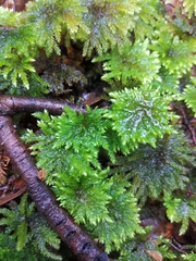 Mniodendron comatum