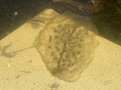 Ambystoma gracile