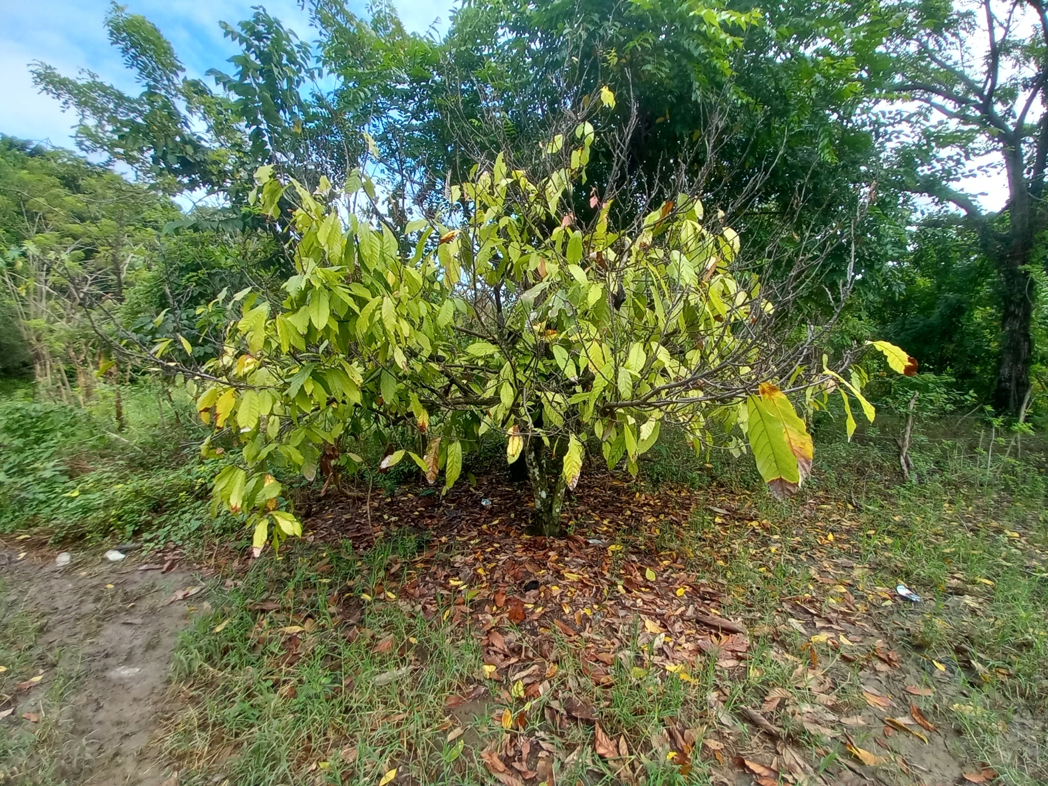 Imagem de Cacau