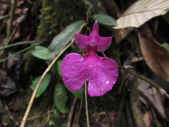 Comparettia falcata