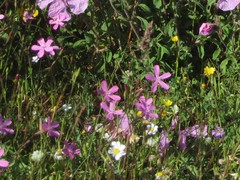 Silene ungeri