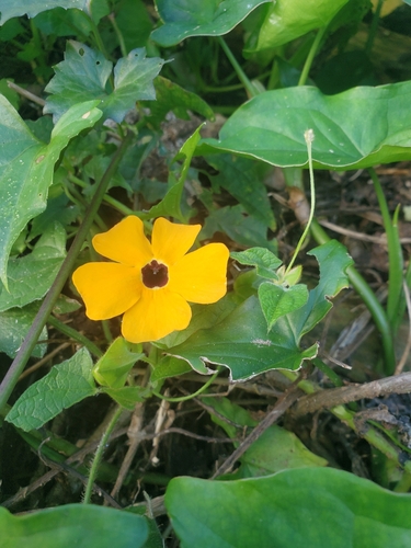 Foto de Maria-sem-vergonha