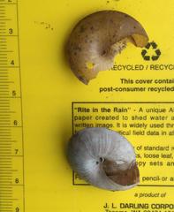 Dyakia regalis