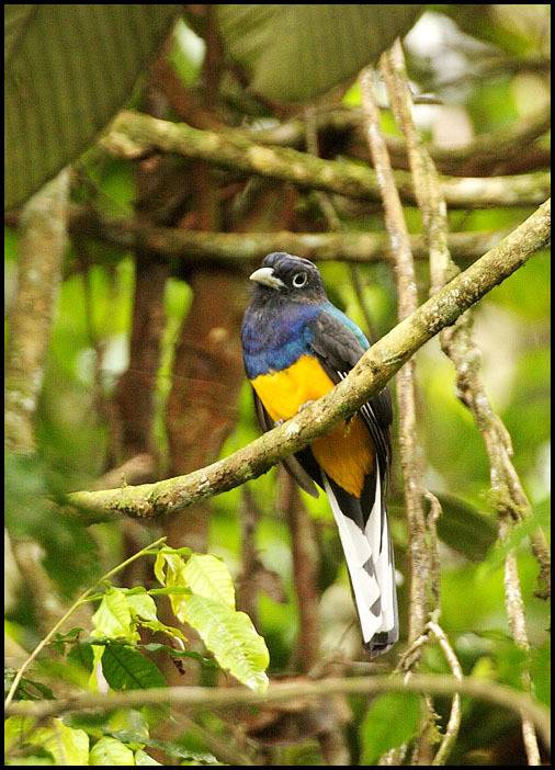 Green-backed Trogon illustration