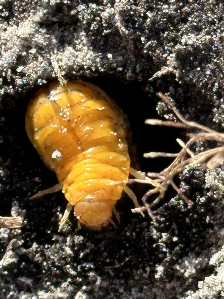 Beetles In January 2024 By Jakevfl INaturalist   Large 