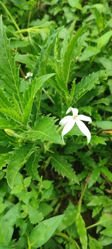 Lindabela