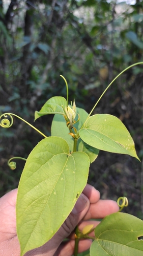 Image of Passiflora maliformis by (c) Miguel José Lengua Hernández, some rights reserved (CC BY)