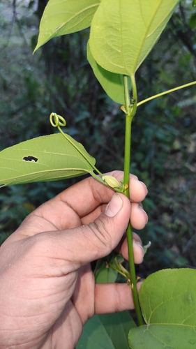 Image of Passiflora maliformis by (c) Miguel José Lengua Hernández, some rights reserved (CC BY)