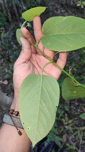 Image of Passiflora maliformis by (c) Miguel José Lengua Hernández, some rights reserved (CC BY)