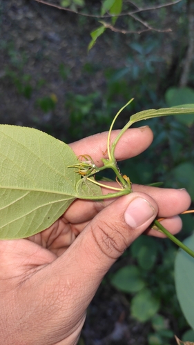 Image of Passiflora maliformis by (c) Miguel José Lengua Hernández, some rights reserved (CC BY)