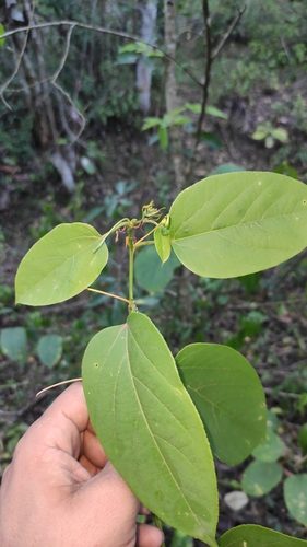 Image of Passiflora maliformis by (c) Miguel José Lengua Hernández, some rights reserved (CC BY)