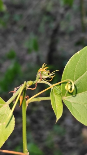 Image of Passiflora maliformis by (c) Miguel José Lengua Hernández, some rights reserved (CC BY)