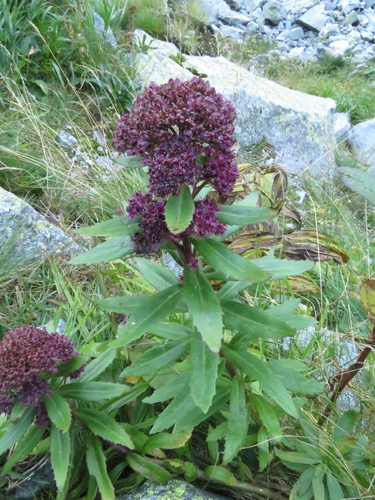rozchodníkovec karpatský (Hylotelephium vulgare)