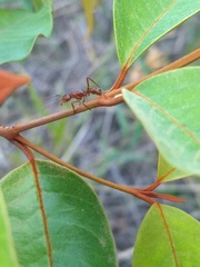 Ectatomma tuberculatum