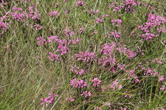 Erica cubica