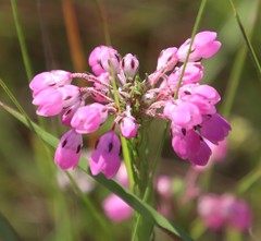 Erica cubica
