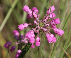Erica cubica
