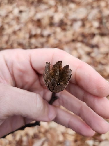 Foto de Tulipeiro