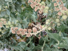 Ambrosia ilicifolia