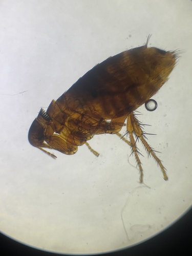 a rat flea