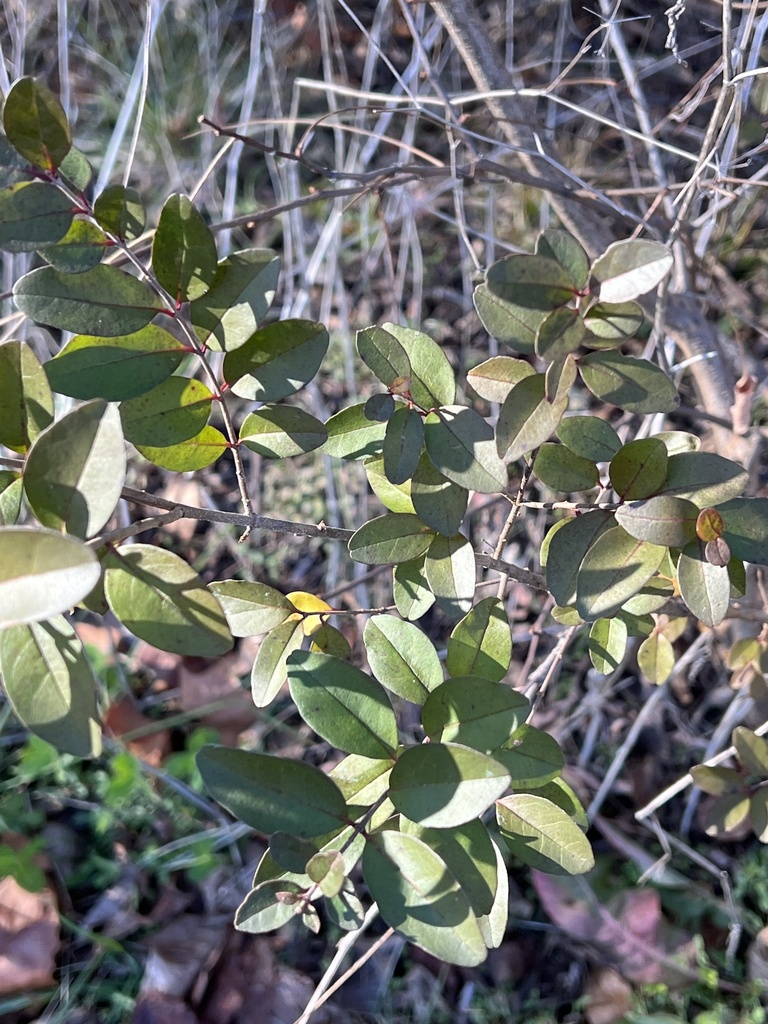 Foto de Ligustro