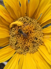Andrena balsamorhizae