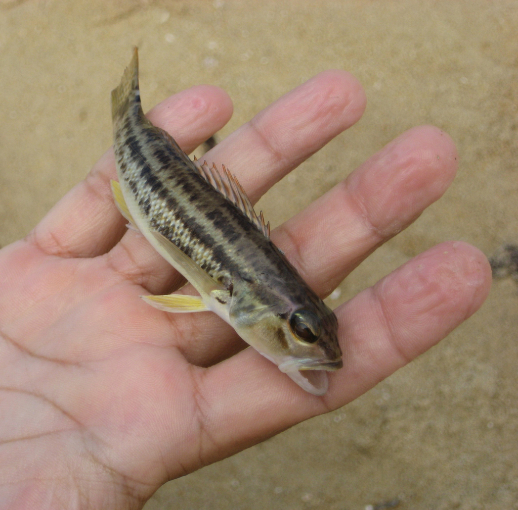 Aguavina (Diplectrum radiale) — Serranidae