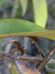Ectatomma tuberculatum