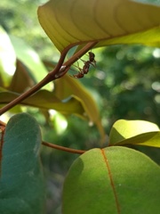 Ectatomma tuberculatum