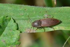 Agriotes lineatus