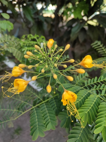 Foto de Flamboyant-de-jardim