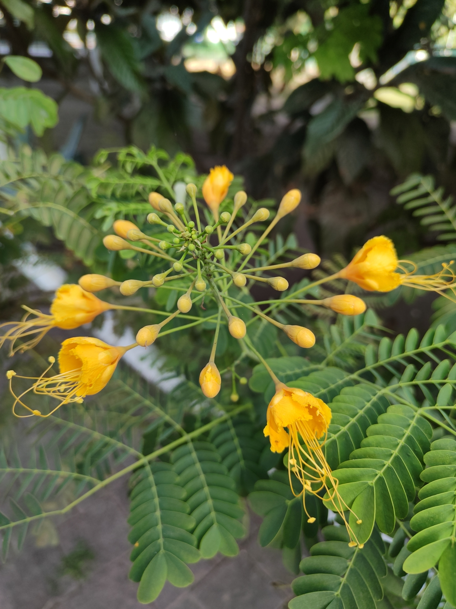 Imagem de Flamboyant-de-jardim