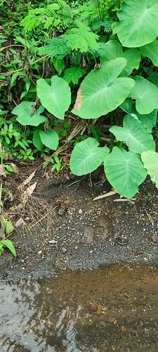 Taioba