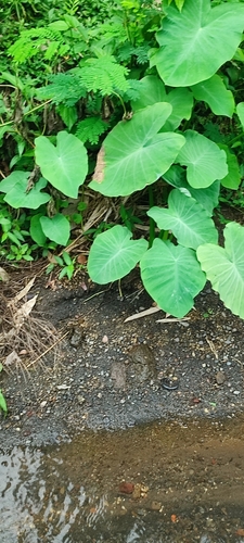 Foto de Taioba
