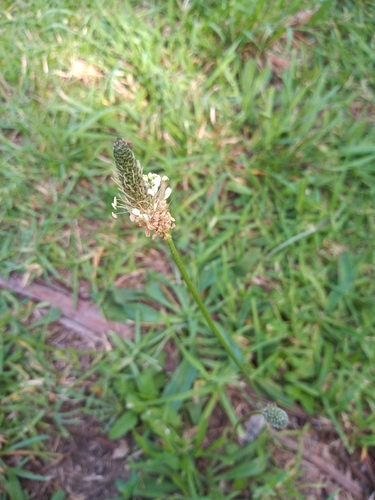 Foto de Tanchagem