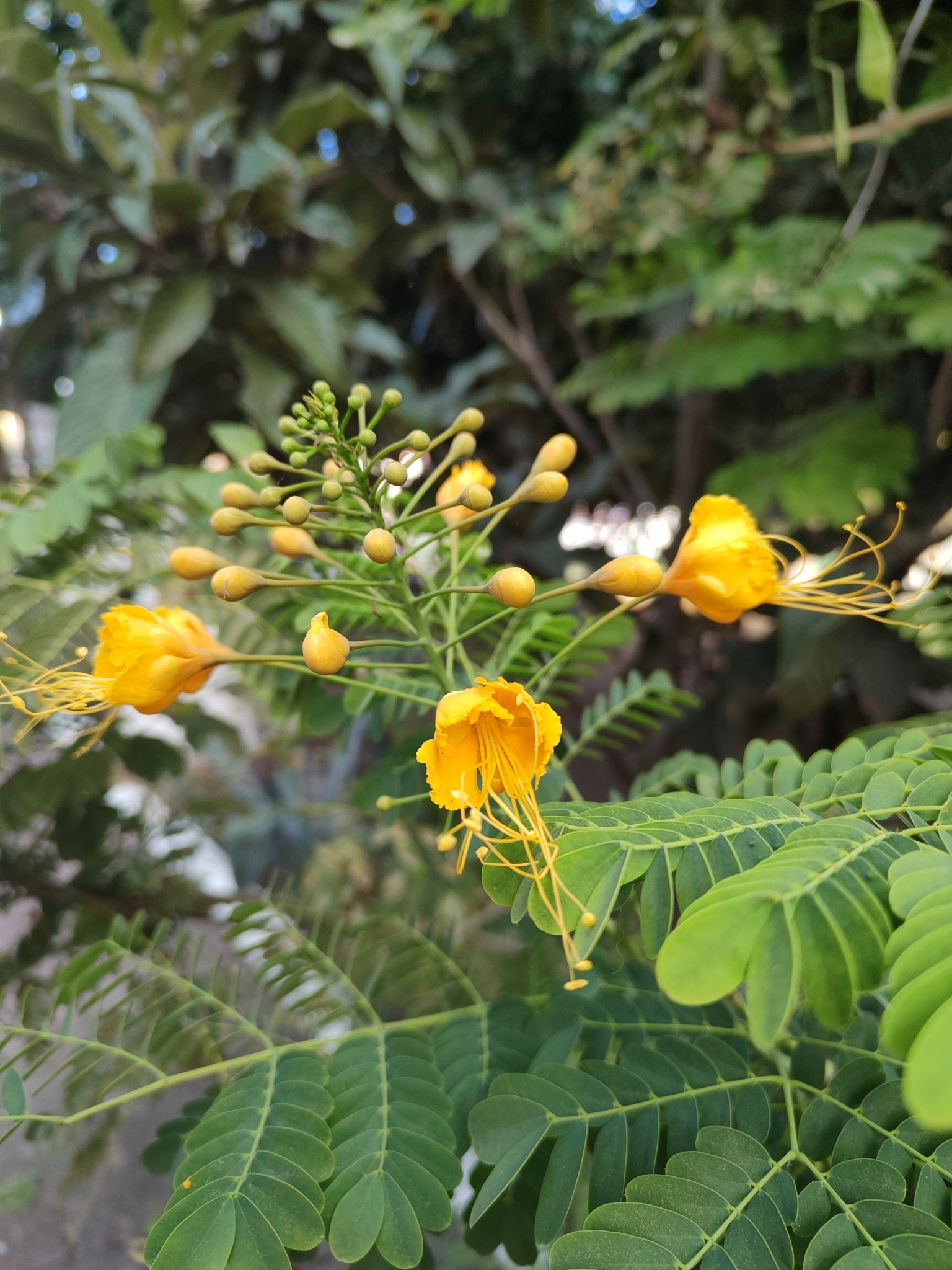Imagem de Flamboyant-de-jardim