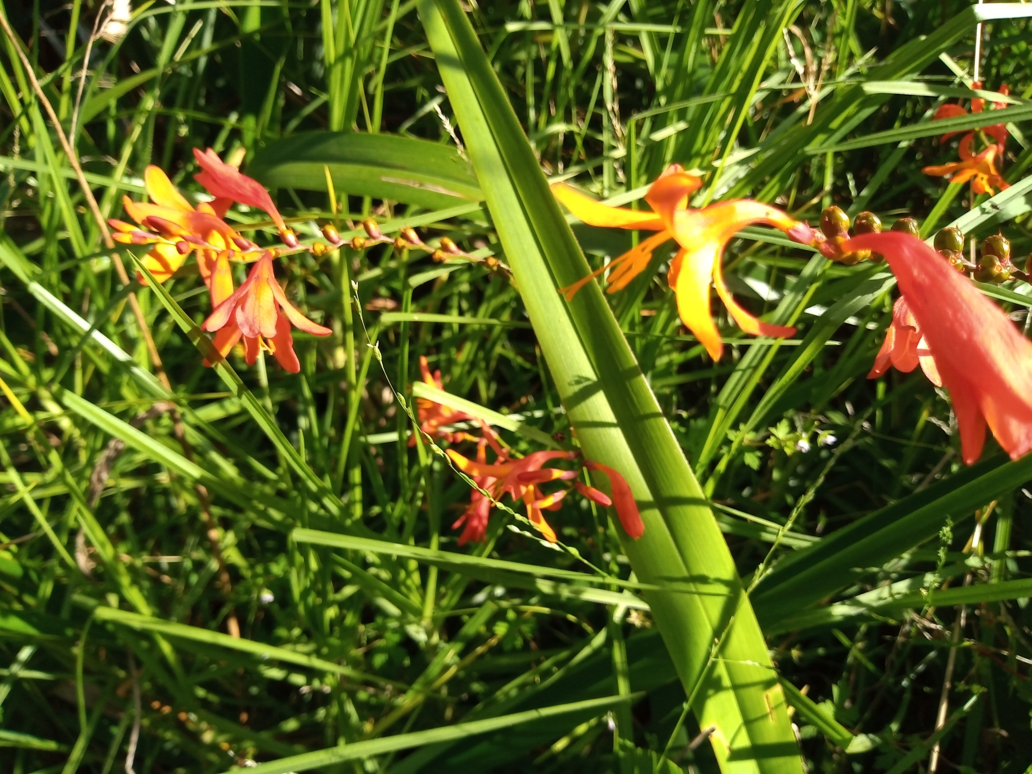 Imagem de Montbretia