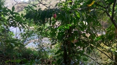Brownea ariza
