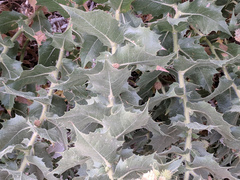 Ambrosia ilicifolia