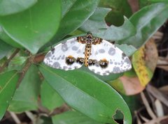 Abraxas amicula-illuminata