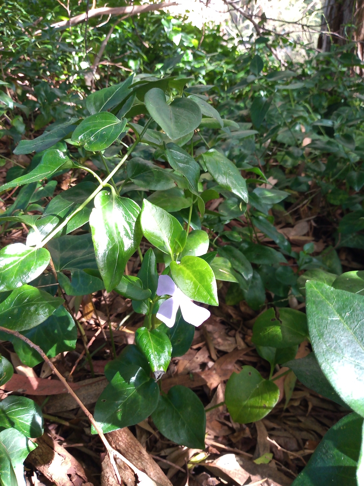 Imagem de Vinca